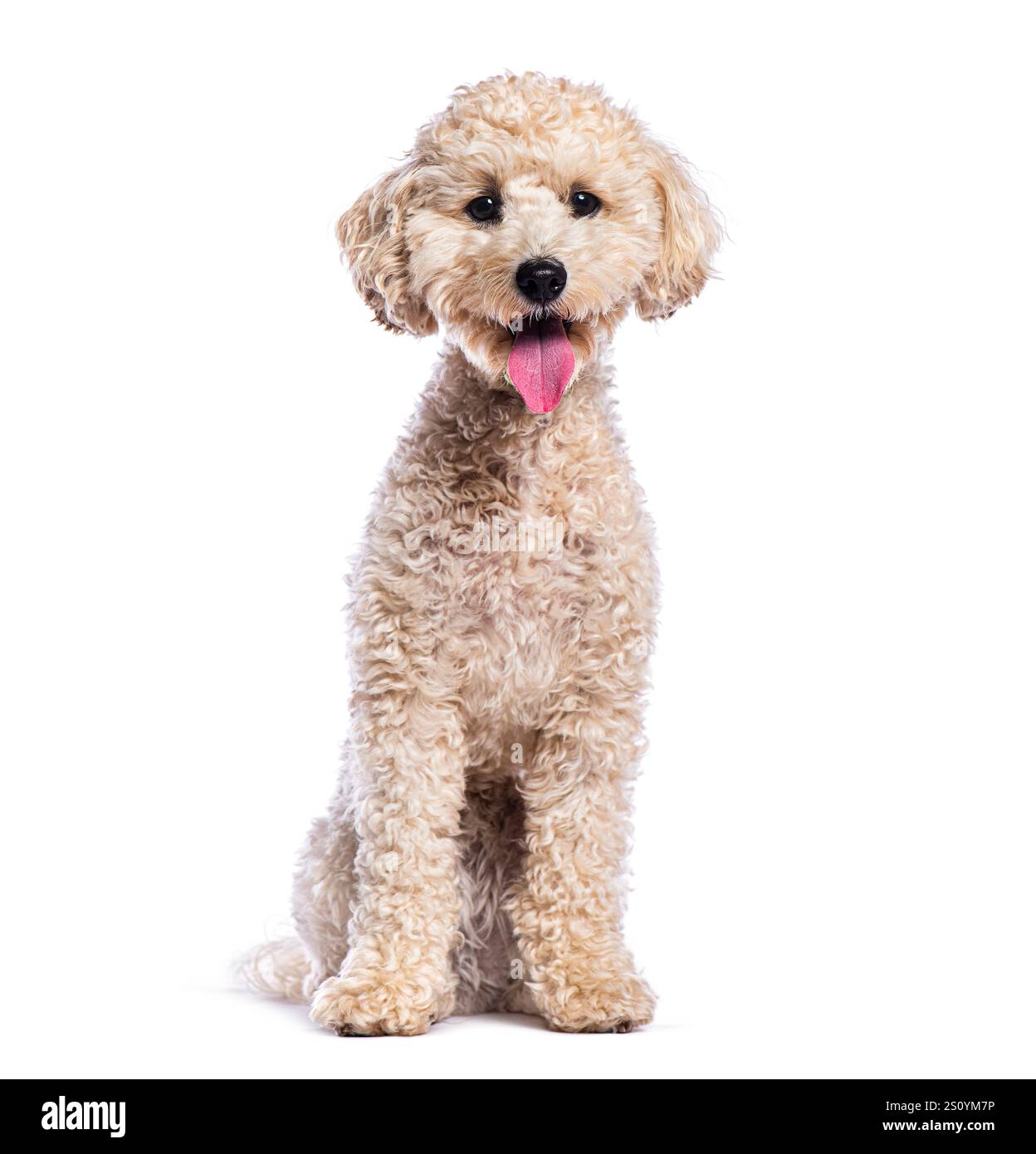 Chiot caniche mignon assis avec la langue dehors, haletant sur un fond blanc Banque D'Images