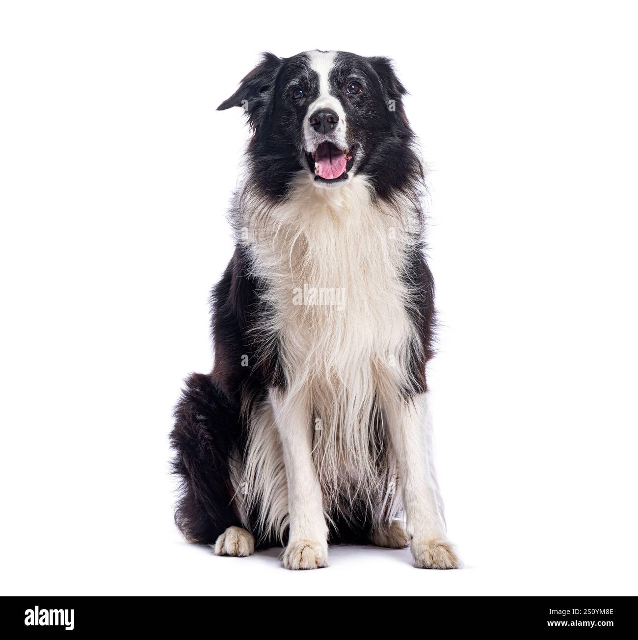 Frontière collie assis et regardant vers l'avant sur un fond blanc Banque D'Images
