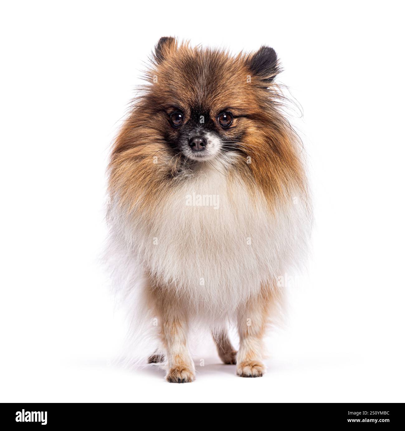 Spitz klein allemand debout et regardant vers l'avant sur fond blanc Banque D'Images