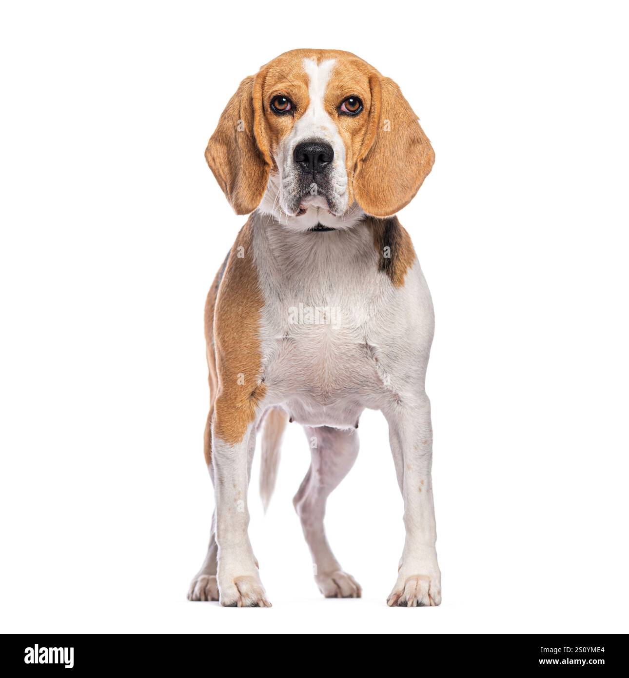 Beagle debout sur un fond blanc et regardant vers l'avant Banque D'Images
