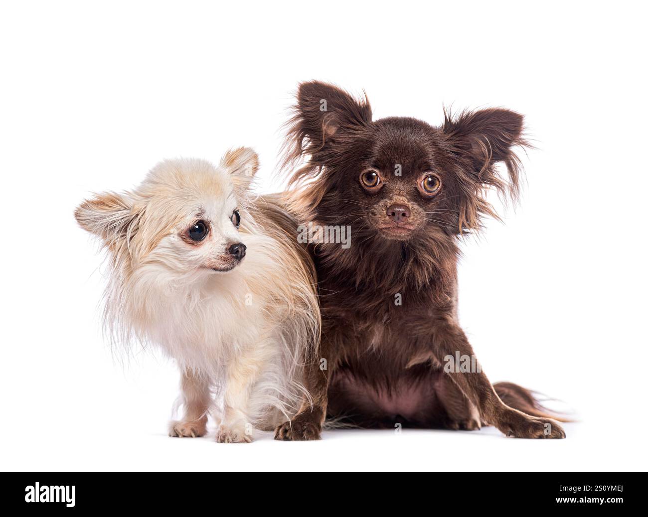 Paire de chihuahuas à cheveux longs assis et debout ensemble sur un fond blanc Banque D'Images