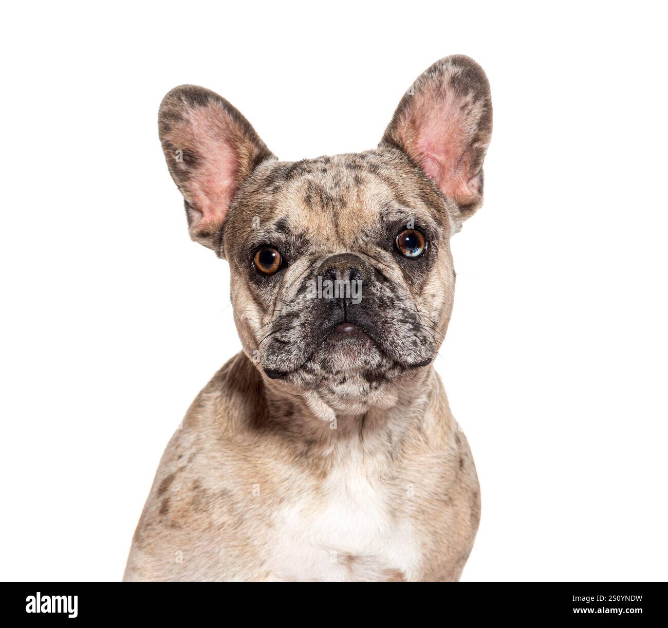 Chiot bouledogue français Merle regardant vers l'avant sur un fond blanc Banque D'Images
