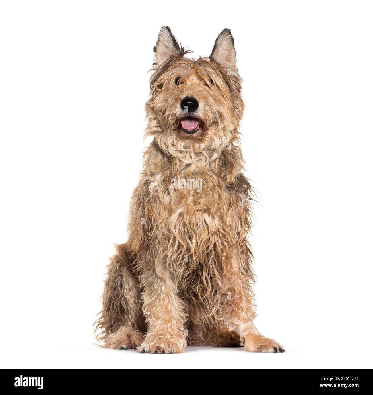 Berger picard chien assis et haletant, isolé sur un fond blanc Banque D'Images Berger picard chien assis et haletant, isolé sur un fond blanc Banque D'Images
