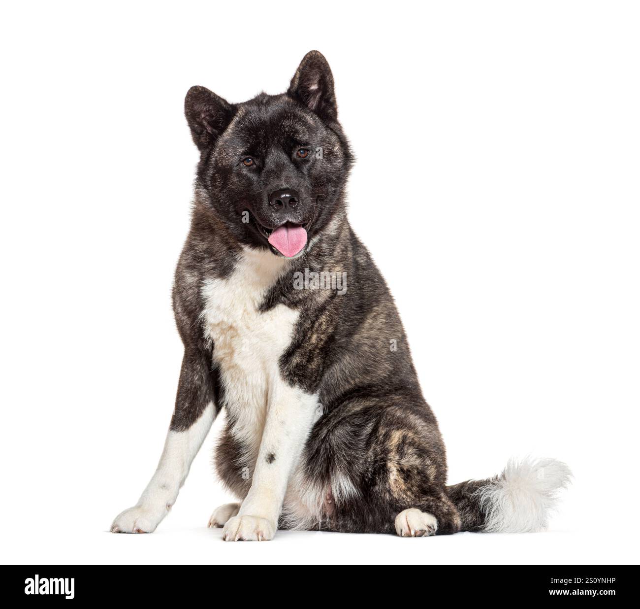 Chien akita américain est assis et haletant, isolé sur fond blanc Banque D'Images
