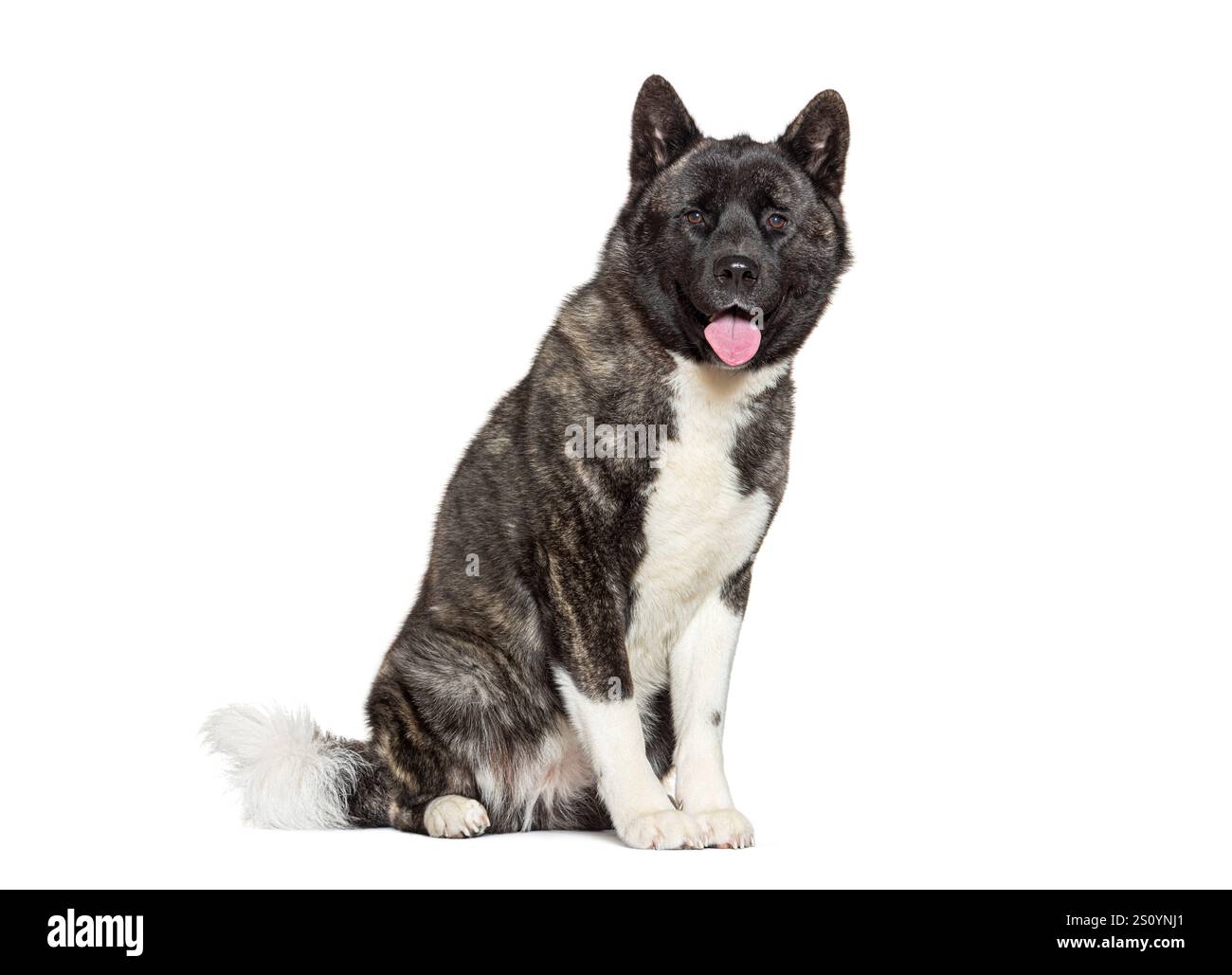 Chien akita américain assis et haletant, isolé sur fond blanc Banque D'Images