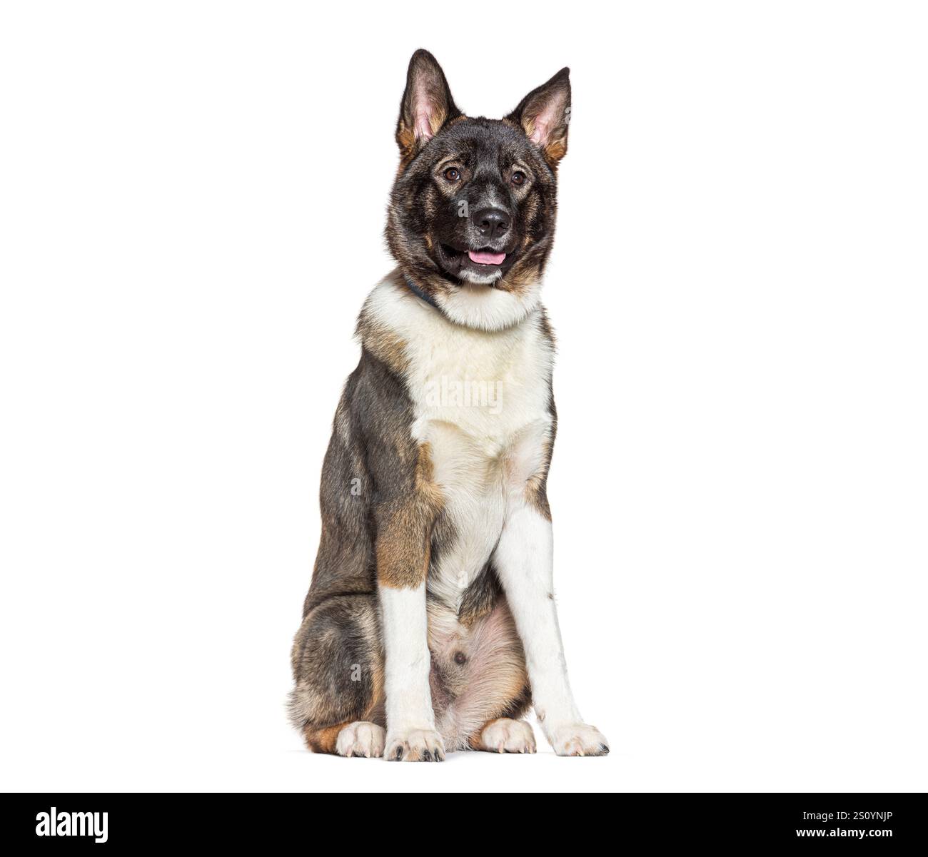 Chien akita américain assis et haletant, isolé sur fond blanc Banque D'Images