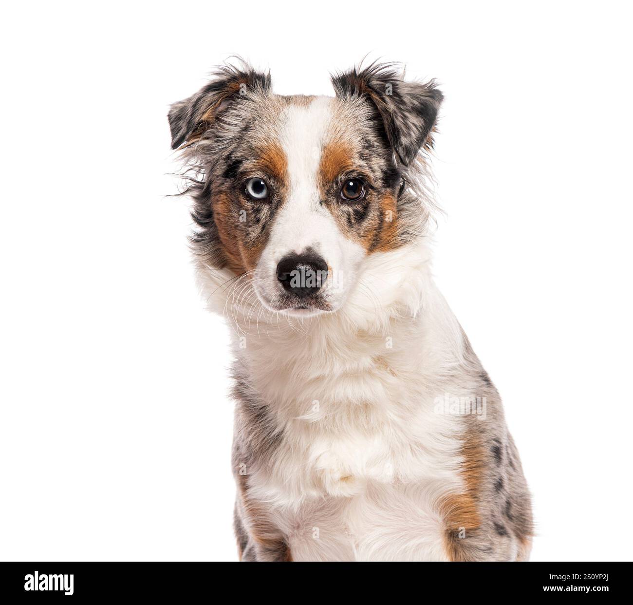 Portrait d'un beau chien berger australien miniature assis et regardant vers l'avant sur fond blanc Banque D'Images
