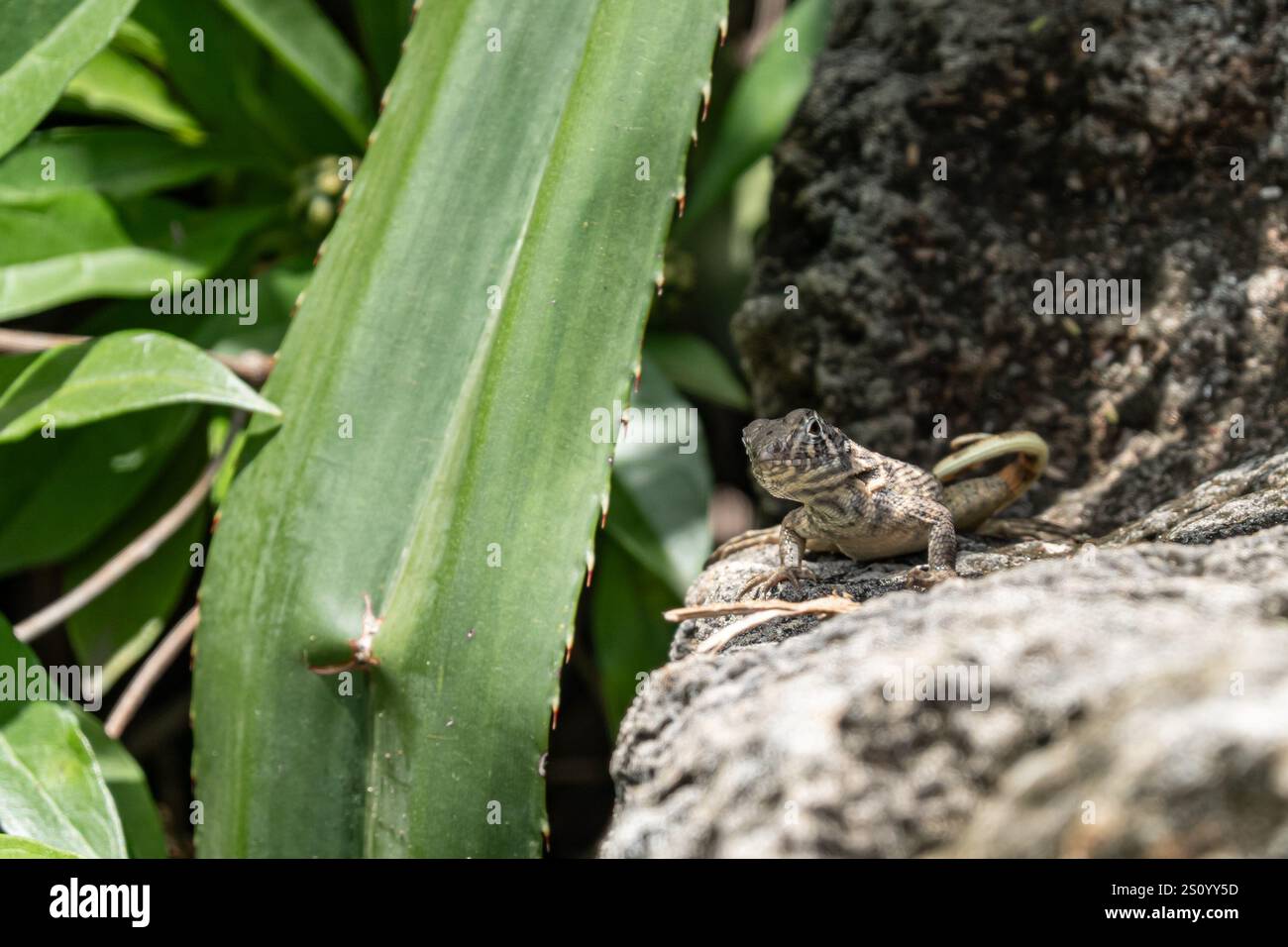 Lézard cubain à queue frisée (leiocephalus carinatus) sur roche à Cuba Banque D'Images