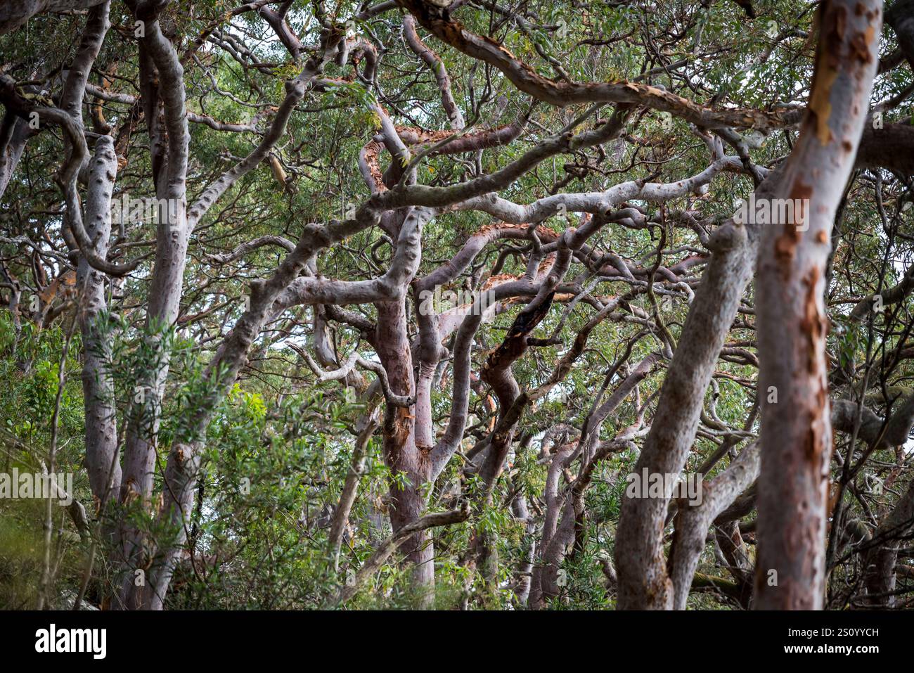 De vieux eucalyptus le long des Bradleys dirigez-vous vers Chowder Bay Walk, Sydney, NSW, Australie Banque D'Images