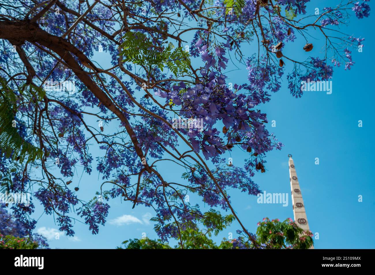 Malaga, Espagne, scènes de rue, Centre de la vieille ville, place de la ville, fleurs au printemps, Looking Up to Sky, Tree Banque D'Images