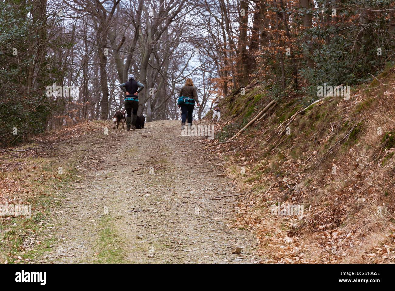 Promenade en forêt avec des chiens Banque D'Images