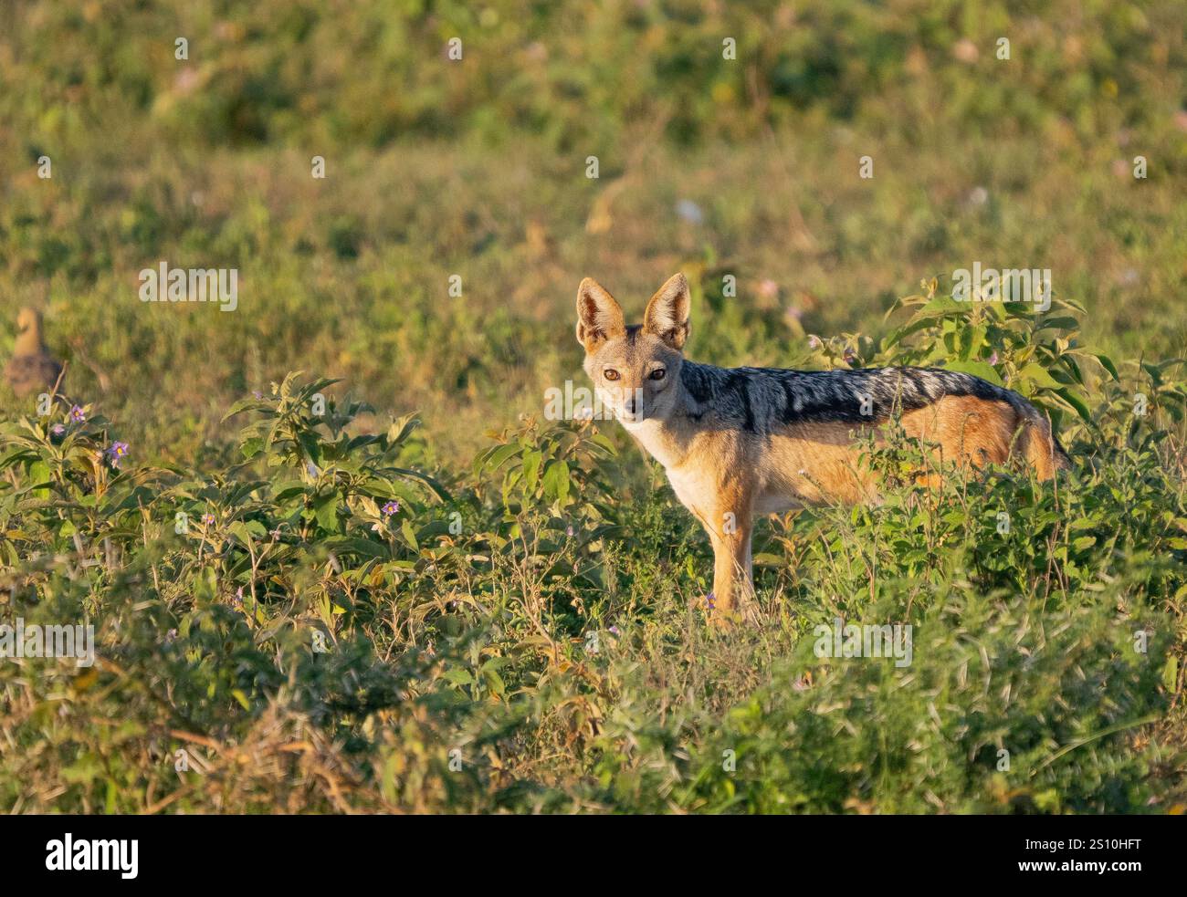 Jackal à dos noir (Canis mesomelas) Banque D'Images