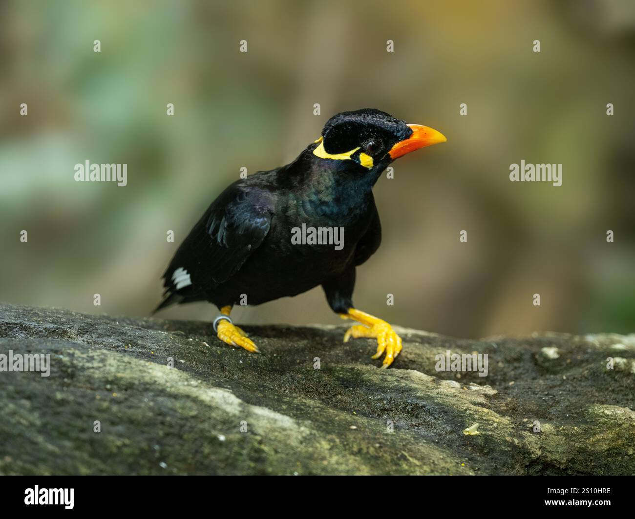 Commune colline Myna sur une pierre Banque D'Images
