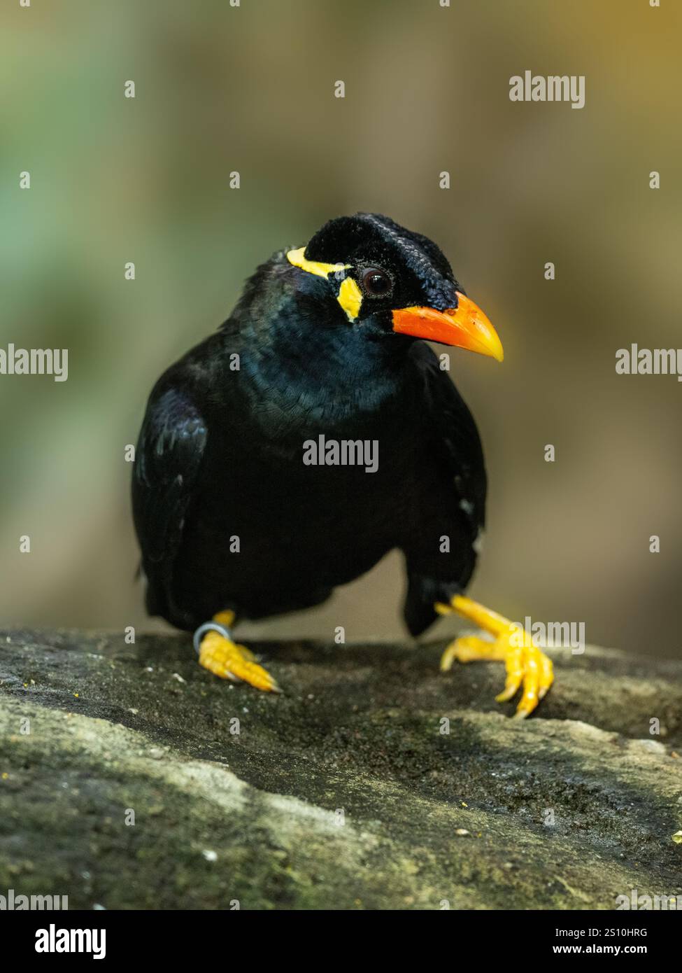 Commune colline Myna sur une pierre Banque D'Images