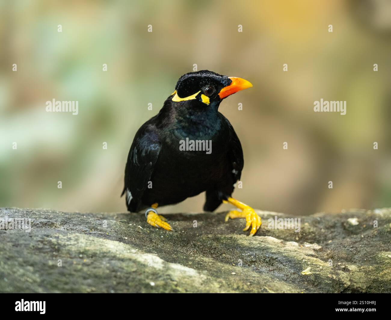 Commune colline Myna sur une pierre Banque D'Images