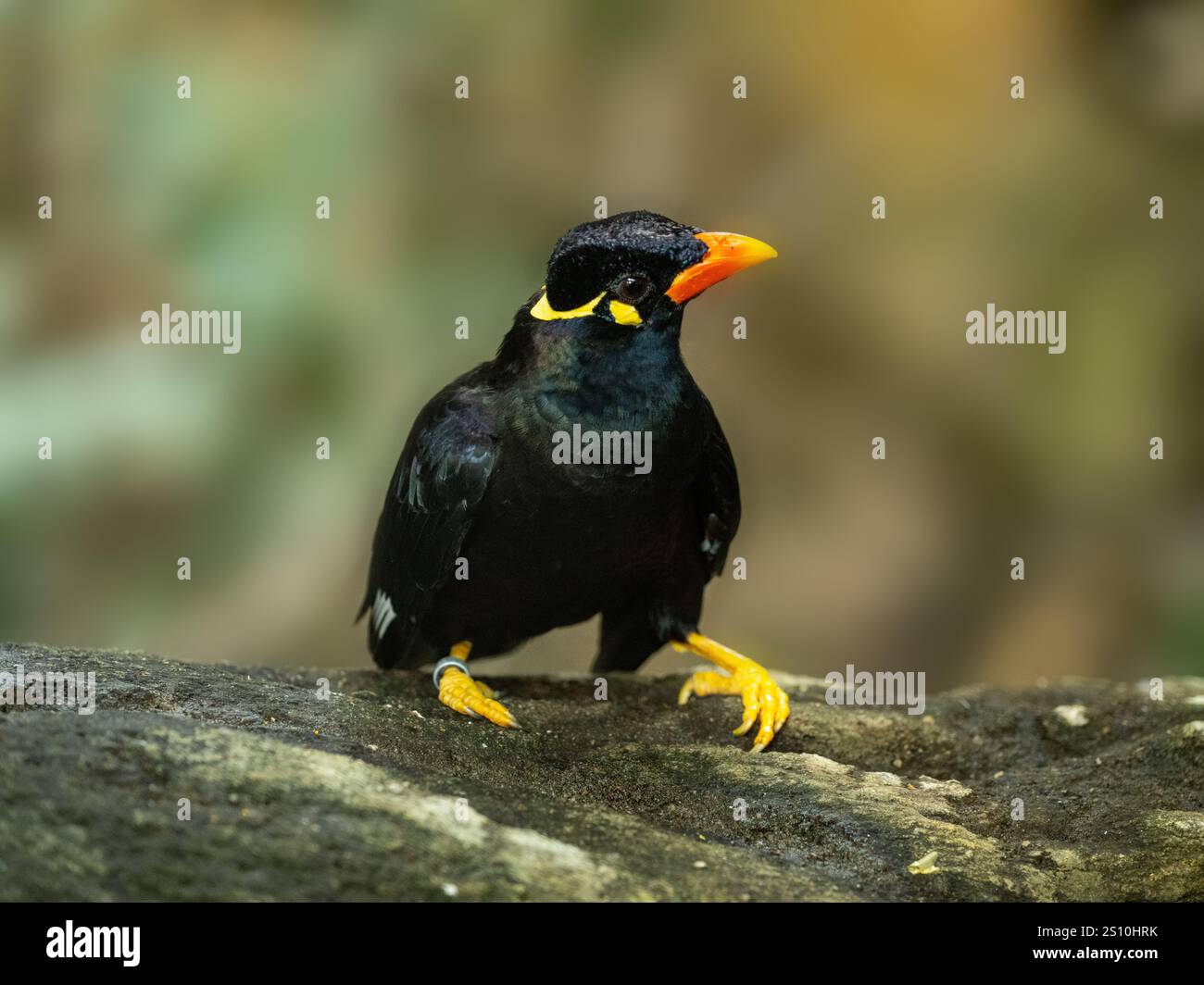 Commune colline Myna sur une pierre Banque D'Images