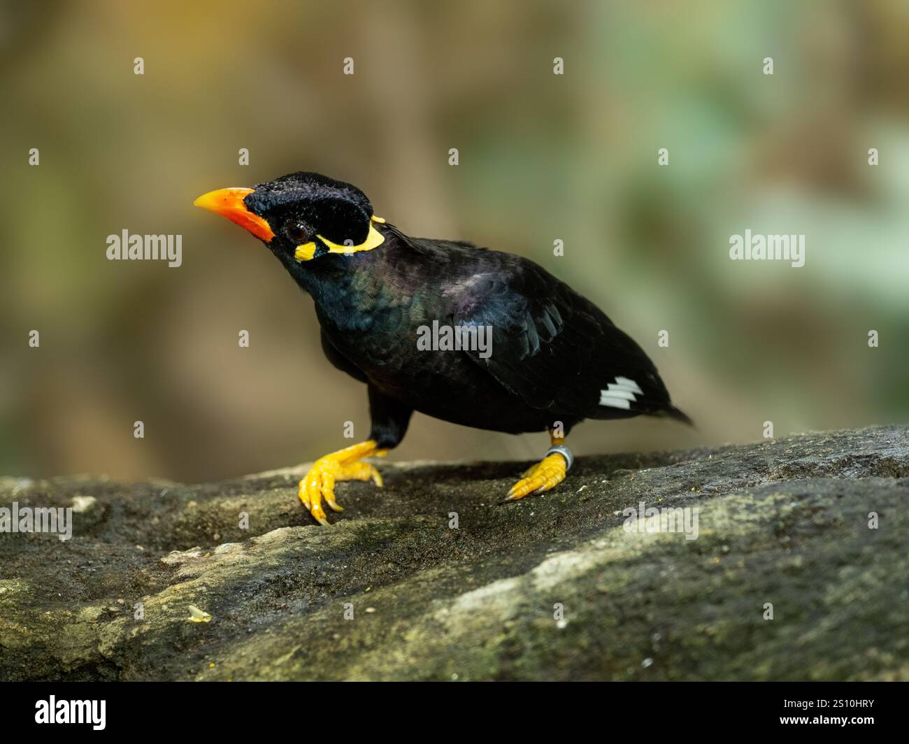 Commune colline Myna sur une pierre Banque D'Images
