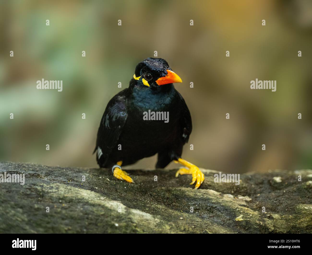 Commune colline Myna sur une pierre Banque D'Images