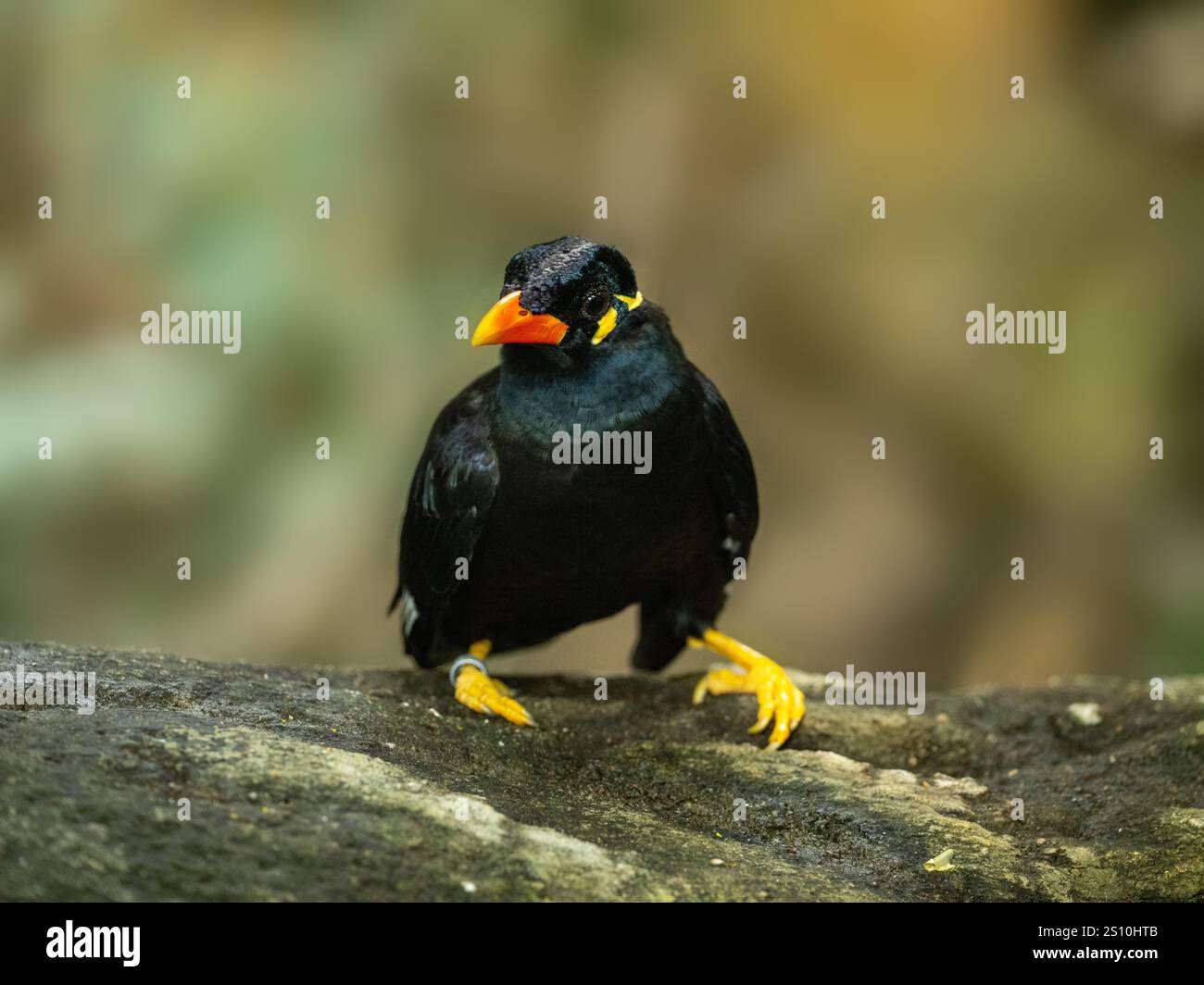 Commune colline Myna sur une pierre Banque D'Images