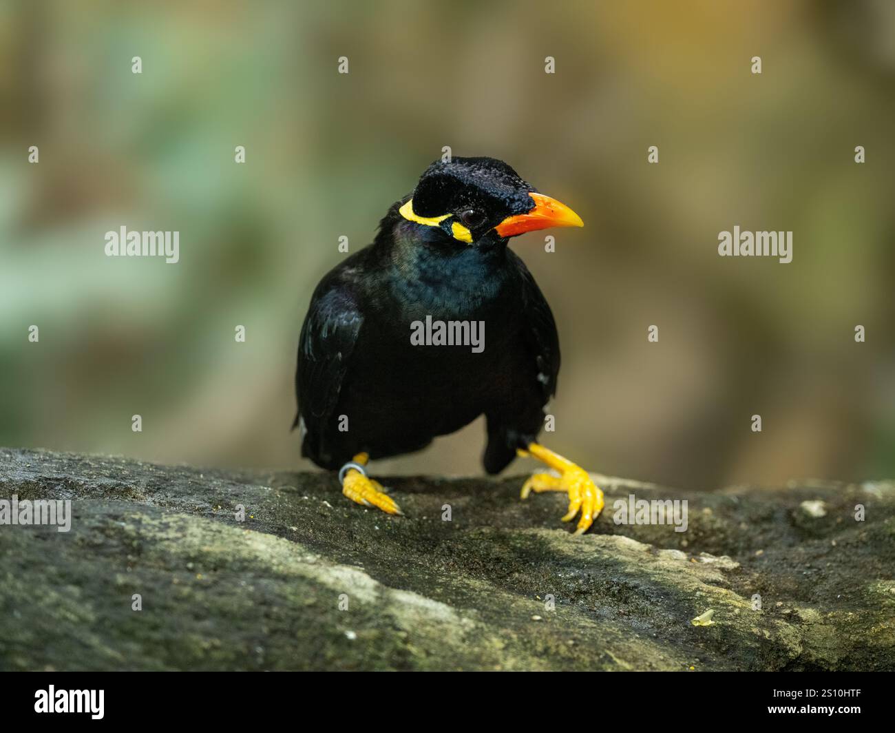 Commune colline Myna sur une pierre Banque D'Images