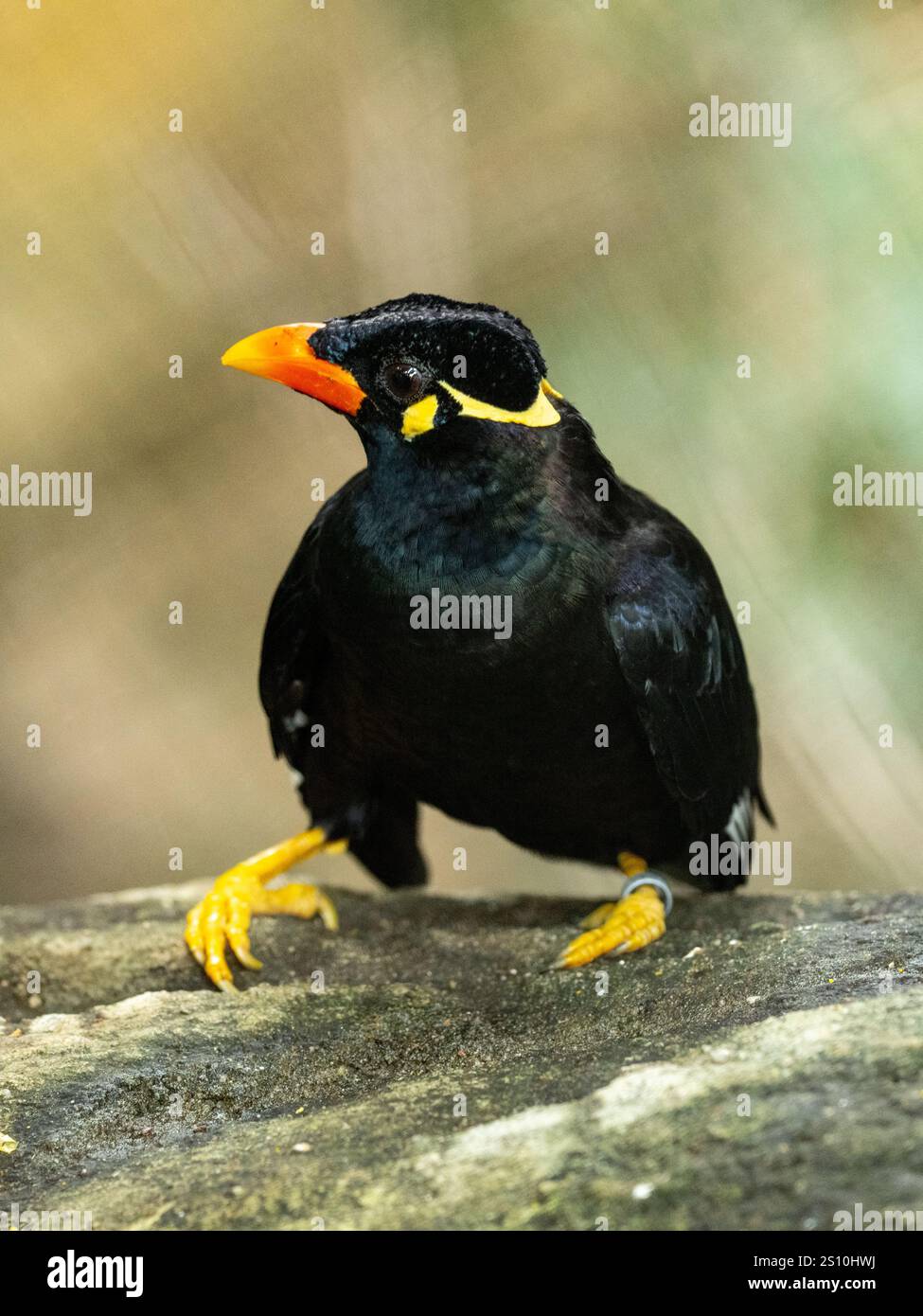 Commune colline Myna sur une pierre Banque D'Images