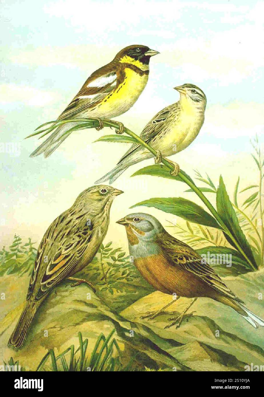 Emberiza aureola et Emberiza caesia de Naumann. Banque D'Images