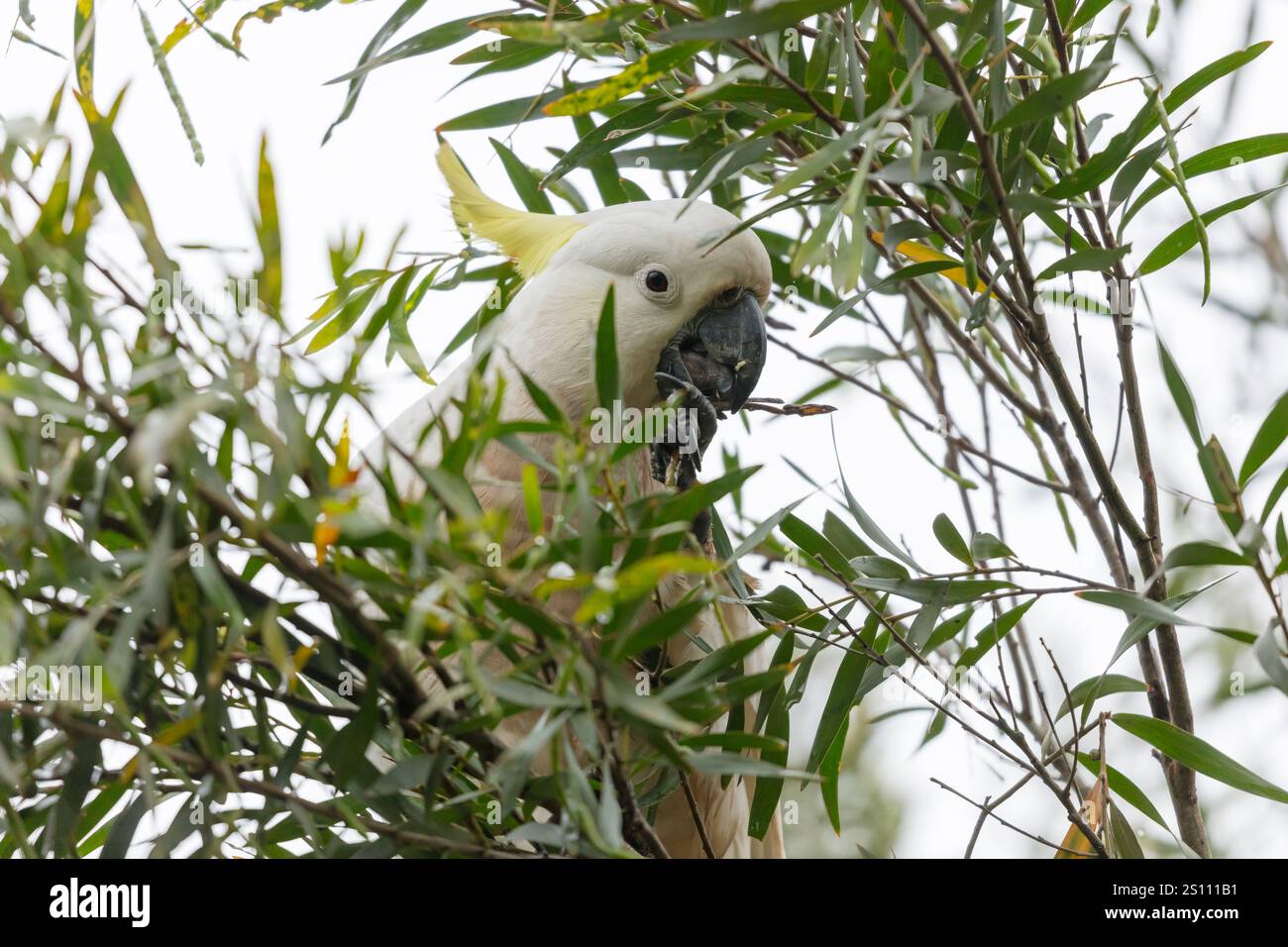 Photographie d'un Cockatoo adulte blanc à crête de soufre mangeant des feuilles dans un arbre à gencives dans les Blue Mountains en Nouvelle-Galles du Sud, Australie. Banque D'Images