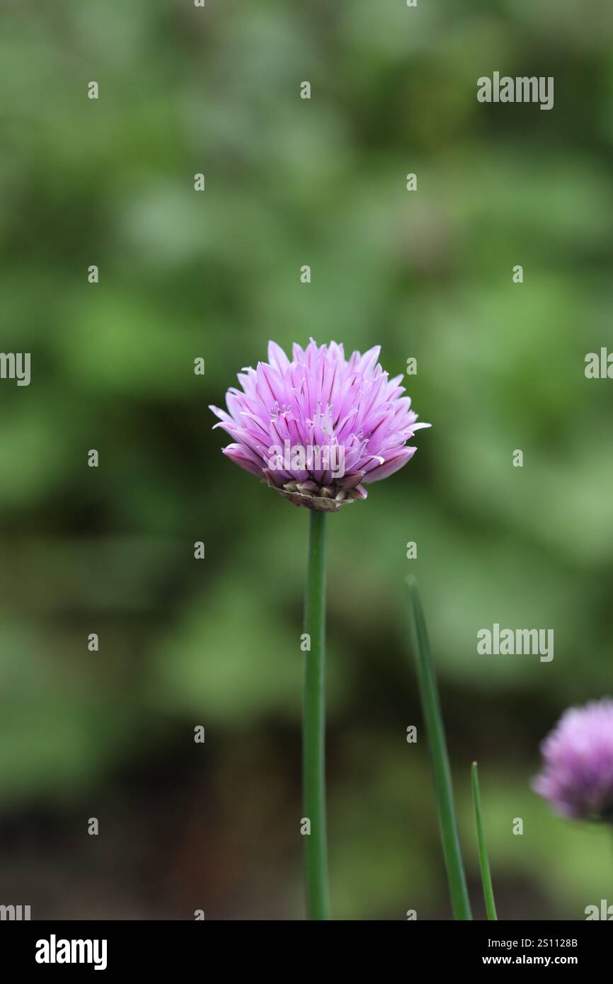 Ciboulette (Allium schoenoprasum) Flower Head, Royaume-Uni Banque D'Images