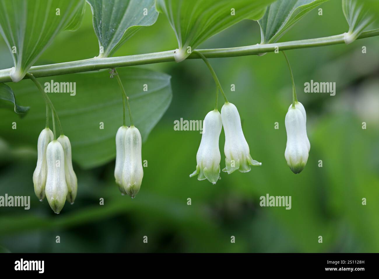 Fleurs du phoque de Soloman (Polygonatum multiflorum), Angleterre, Royaume-Uni Banque D'Images