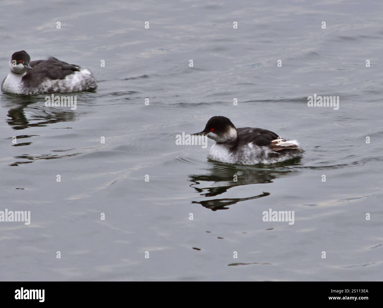 Grebe à col noir - Podiceps nigricollis plumage non reproductif Banque D'Images