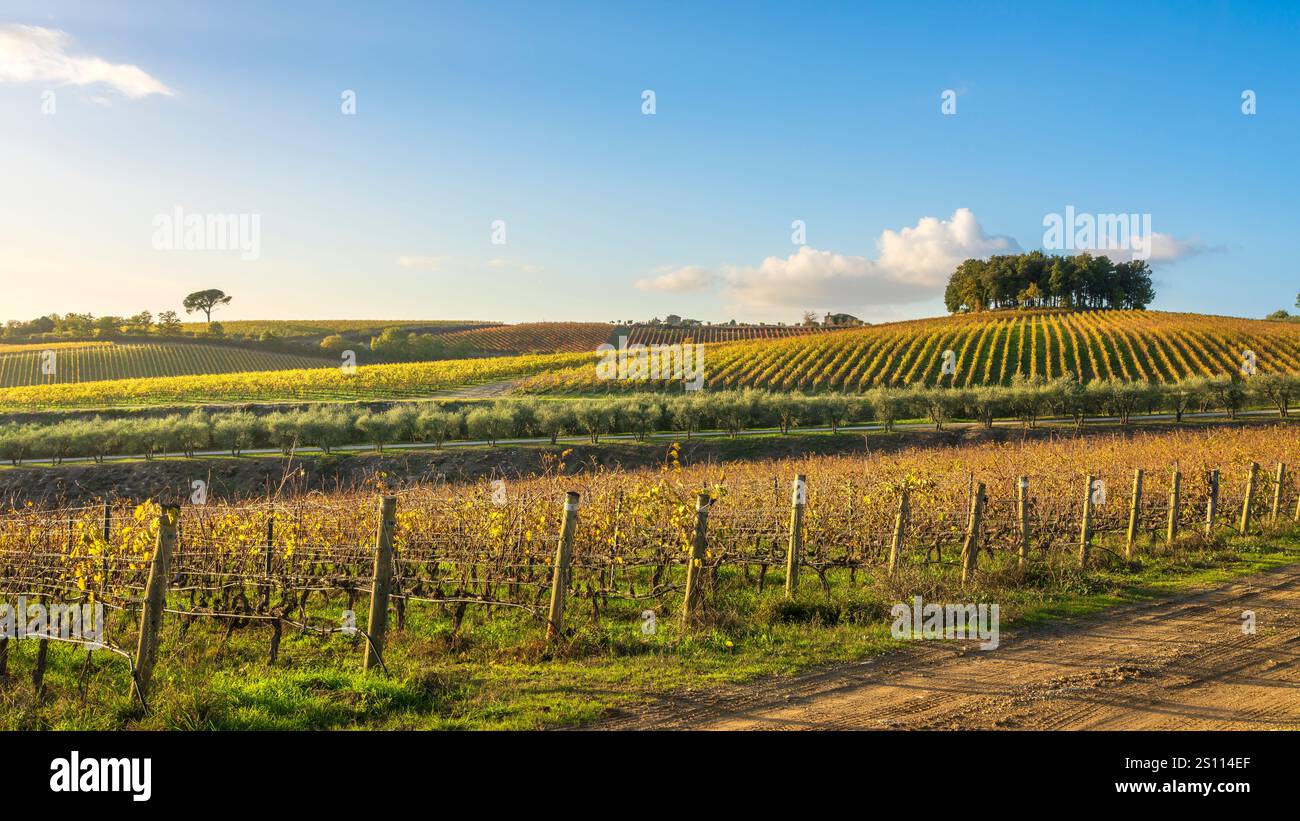 Groupe d'arbres sur une colline au-dessus du vignoble, des oliviers et un pin. Paysage dans la région du Chianti au coucher du soleil en automne. Pievasciata, Castelnuovo BE Banque D'Images