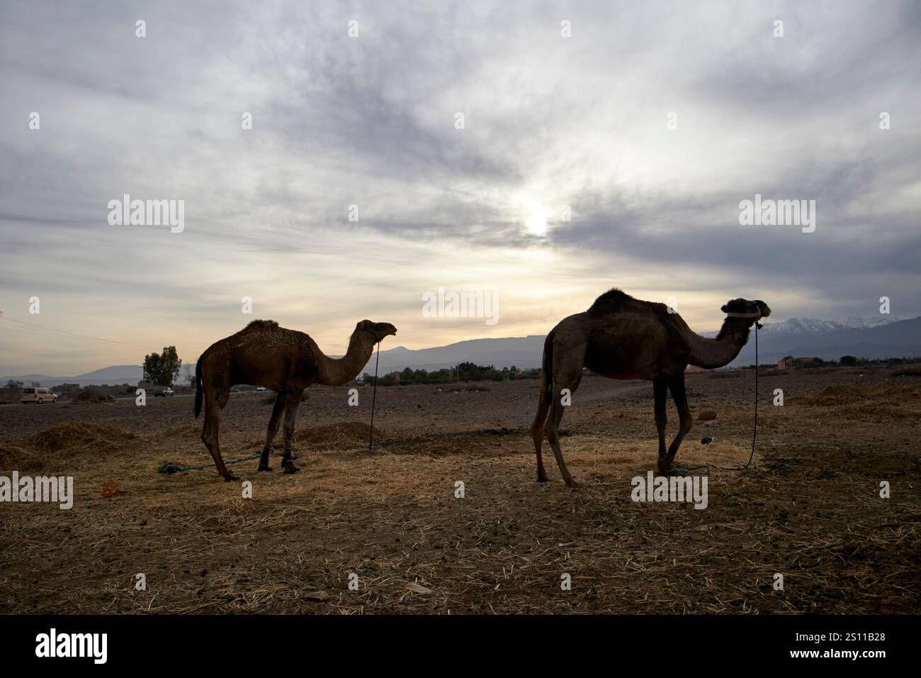 deux dromadaires dromadaires en début de matinée avec les montagnes de l'atlas en arrière-plan douar bou azza maroc Banque D'Images