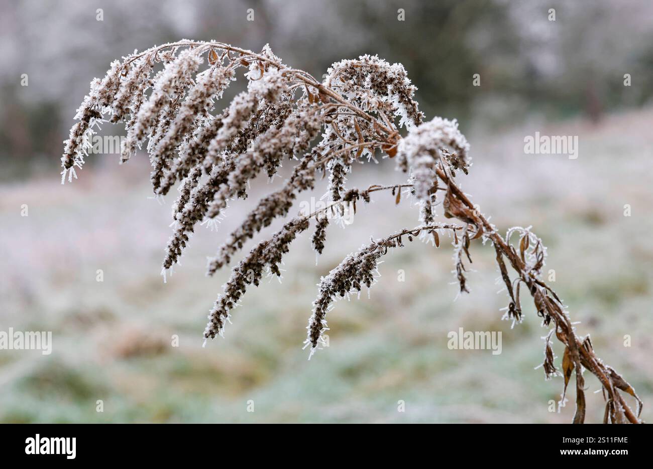 30.12.2024 Winter Impressionen hier Rauhreif Eiskristalle gefrorener Nebel Tau auf einem Halm Doldenblüte Darmstadt Hessen Deutschland *** 30 12 2024 Winter impressions here Hoarfrost glaces cristaux gelés brouillard rosée sur une tige umbel fleur Darmstadt Hesse Allemagne Banque D'Images