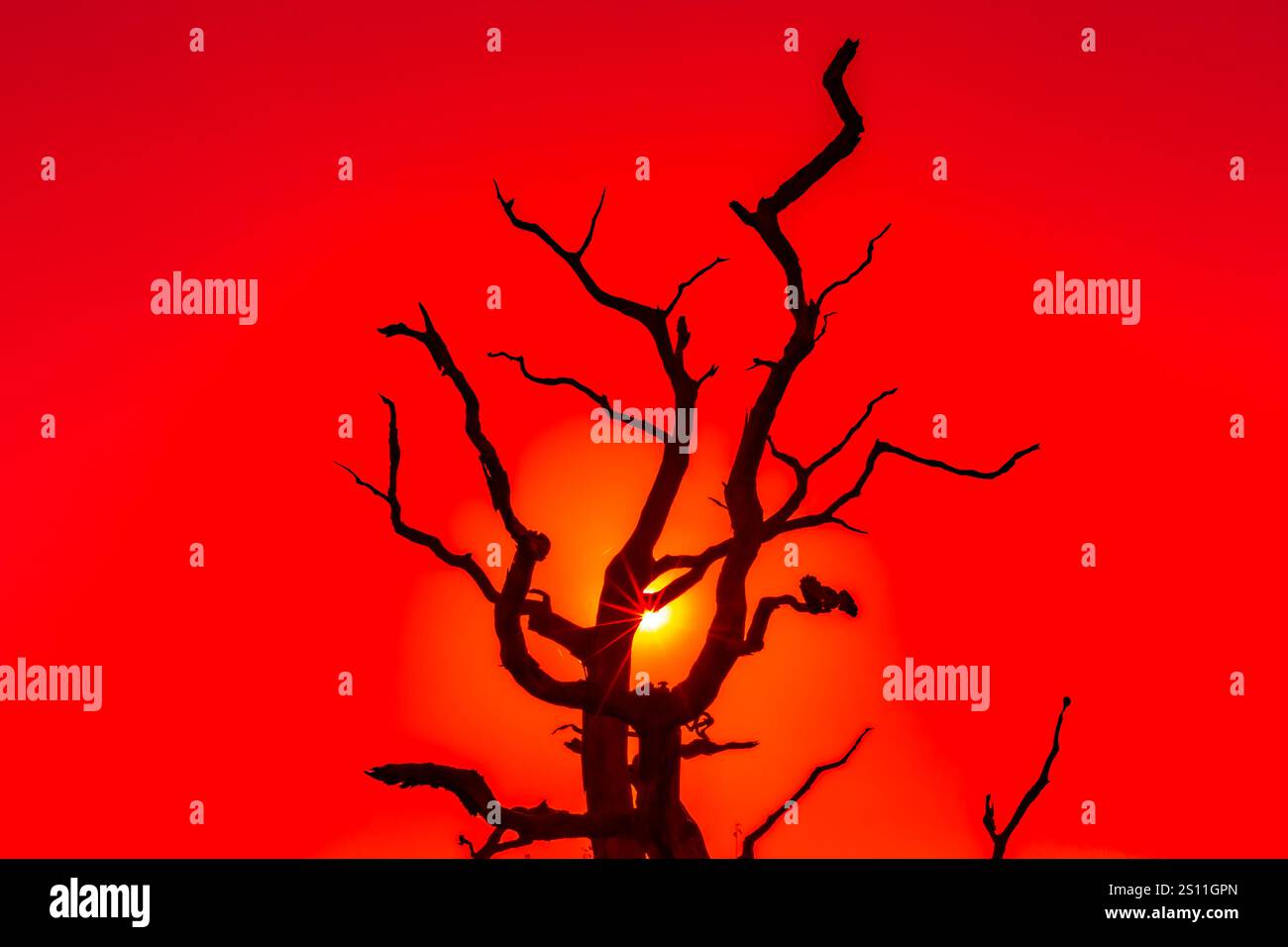 l'image d'arbre représente la chaleur globale un danger mondial pour la vie Banque D'Images