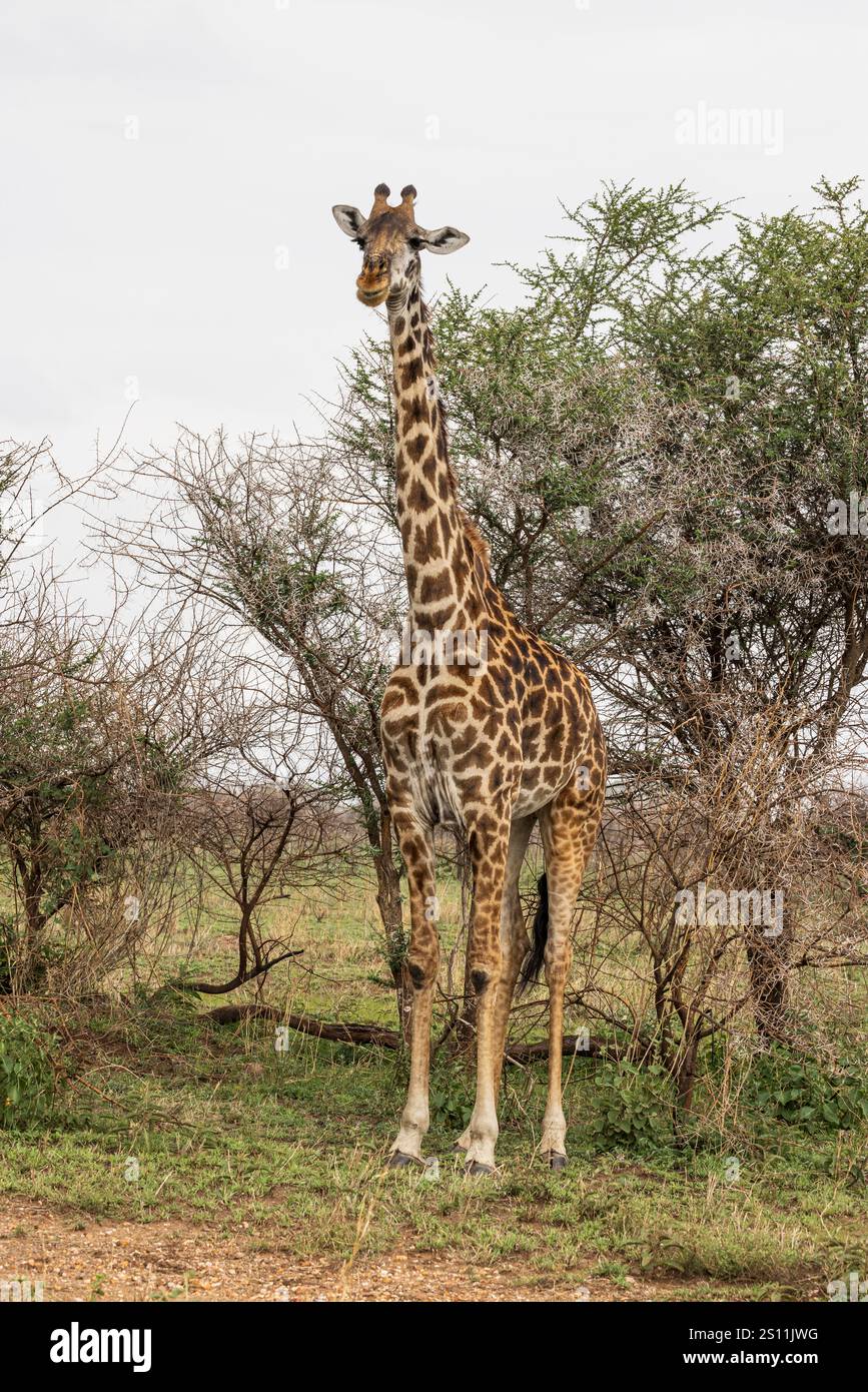 Masai Girafe entre les arbres i au Serengeti en Tanzanie, Afrique de l'est Banque D'Images