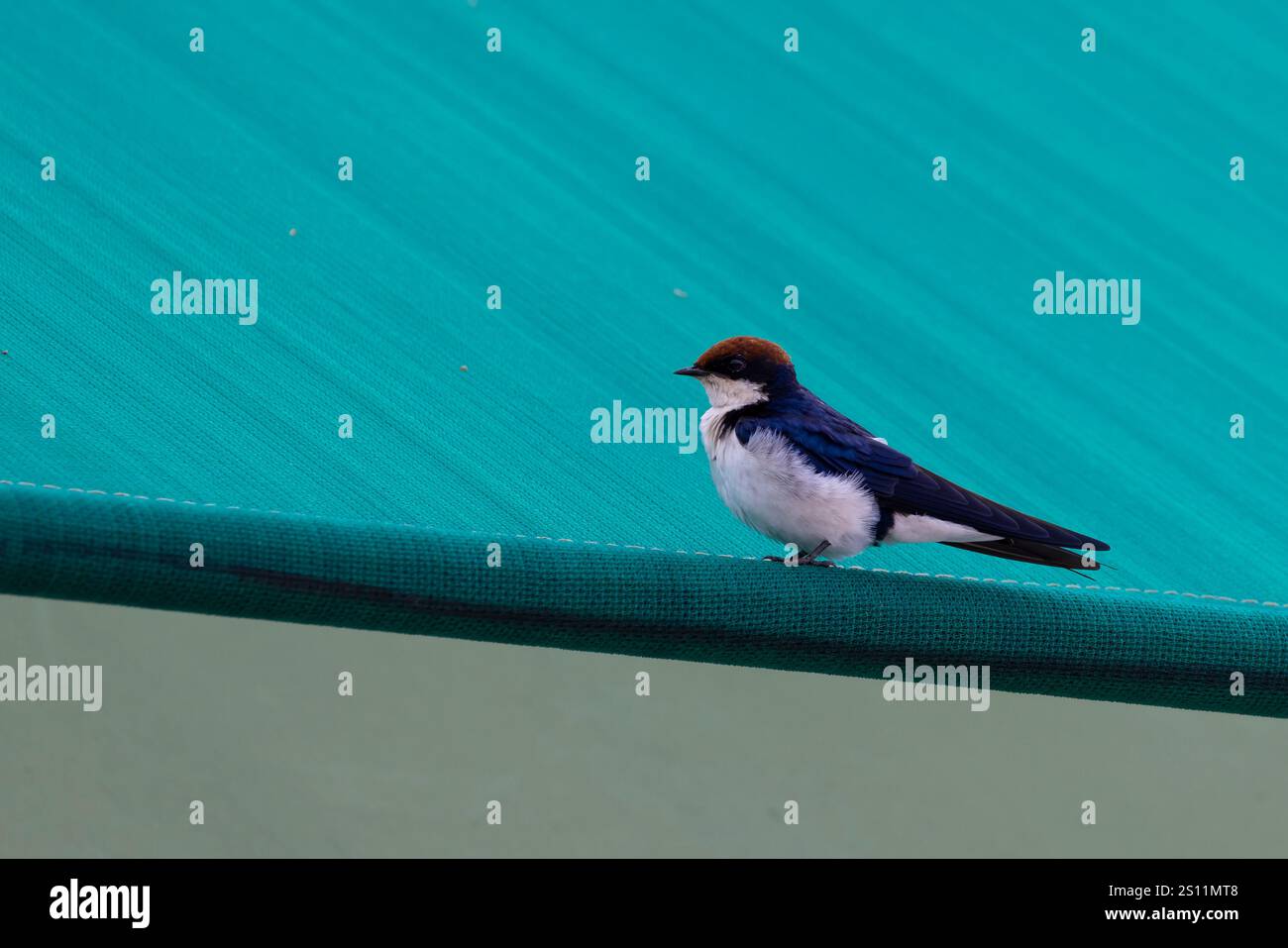 Hirondelle à queue métallique (Hirundo smithii) assise sur le toit d'une tente au camping du Serengeti en Tanzanie, Afrique de l'est Banque D'Images