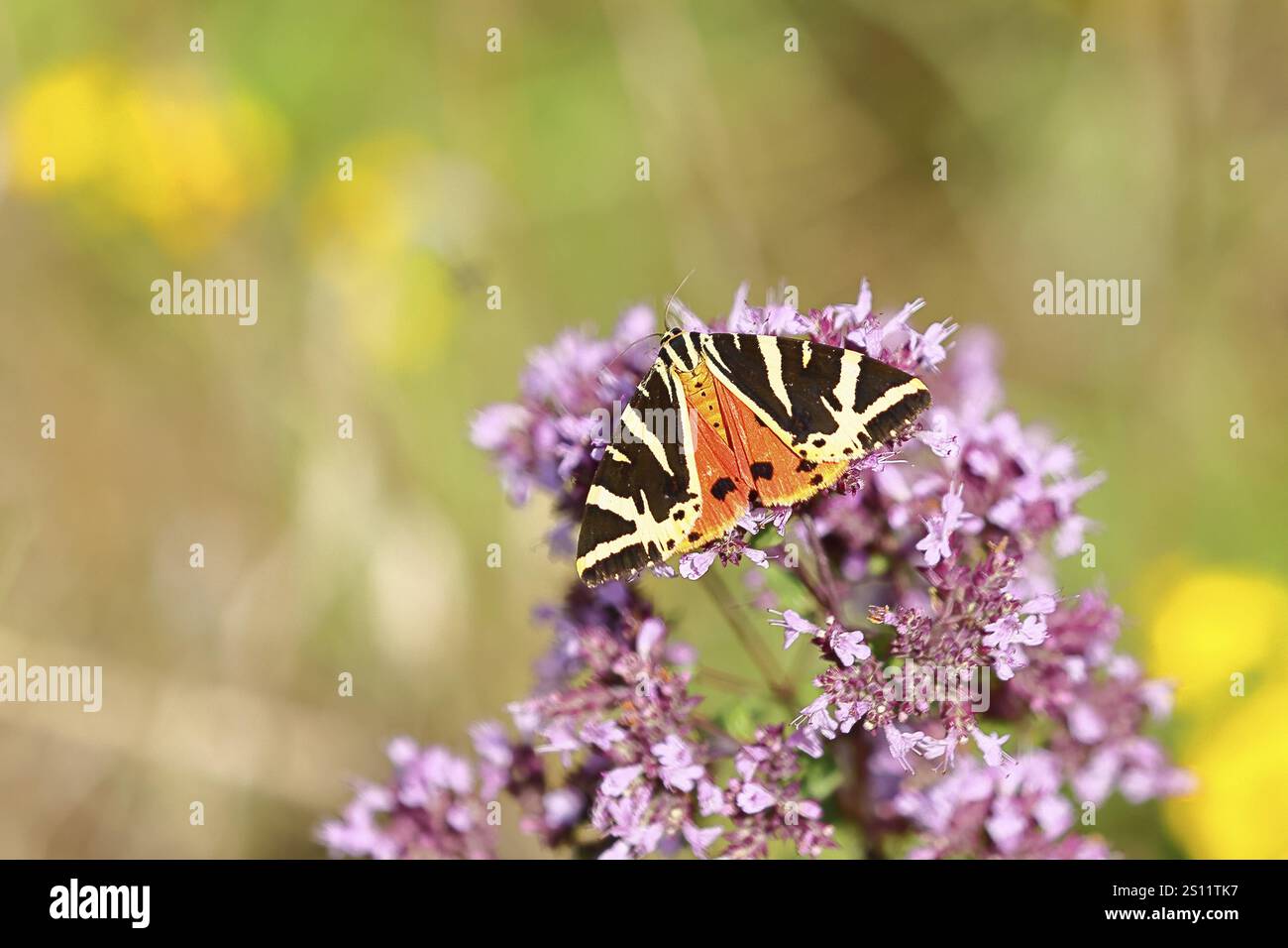 Tigre de Jersey ou drapeau espagnol (Euplagia quadripunctaria), sucer le nectar sur l'agrimonie de chanvre (Eupatorium cannabinum, dans un vignoble, gros plan, Moselle vall Banque D'Images