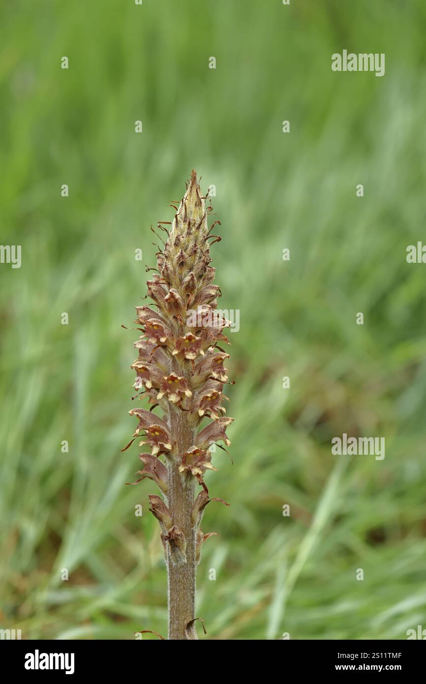 Gorse (Orobanche rapum-genistae), une sous-espèce de la famille des genista (Orobanchaceae) est en voie de disparition en Allemagne, sur une zone boisée avec balai (Genista), Banque D'Images