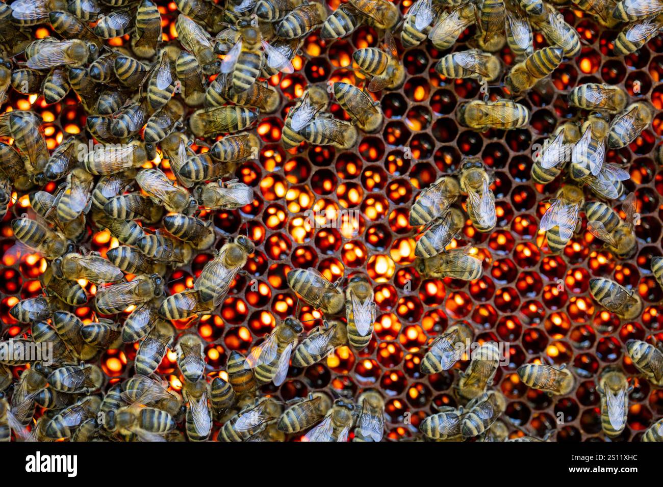 Gros plan d'abeilles occupées travaillant sur le nid d'abeilles, soulignant leur rôle dans la biodiversité et l'écosystème des natures Banque D'Images