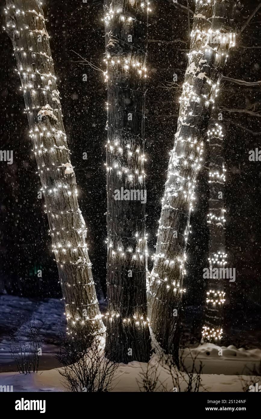 Lumières de Noël s'enroulant autour des troncs d'arbres dans Canadian Lakes, comté de Mecosta, Michigan, États-Unis Banque D'Images
