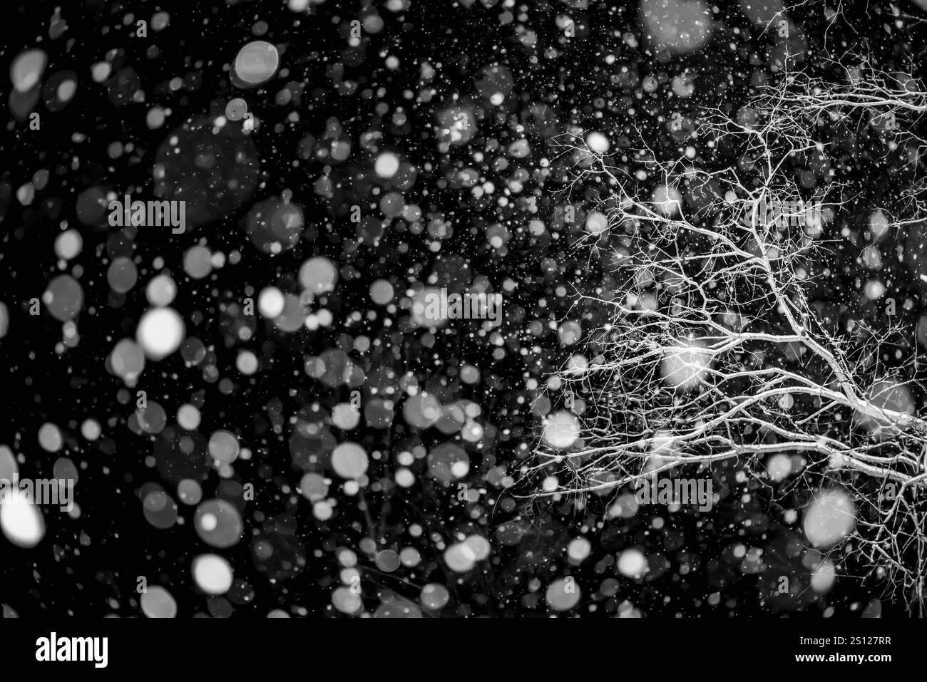 Bouleau à papier dans la neige abondante tombant la nuit dans le comté de Mecosta, Michigan, États-Unis Banque D'Images