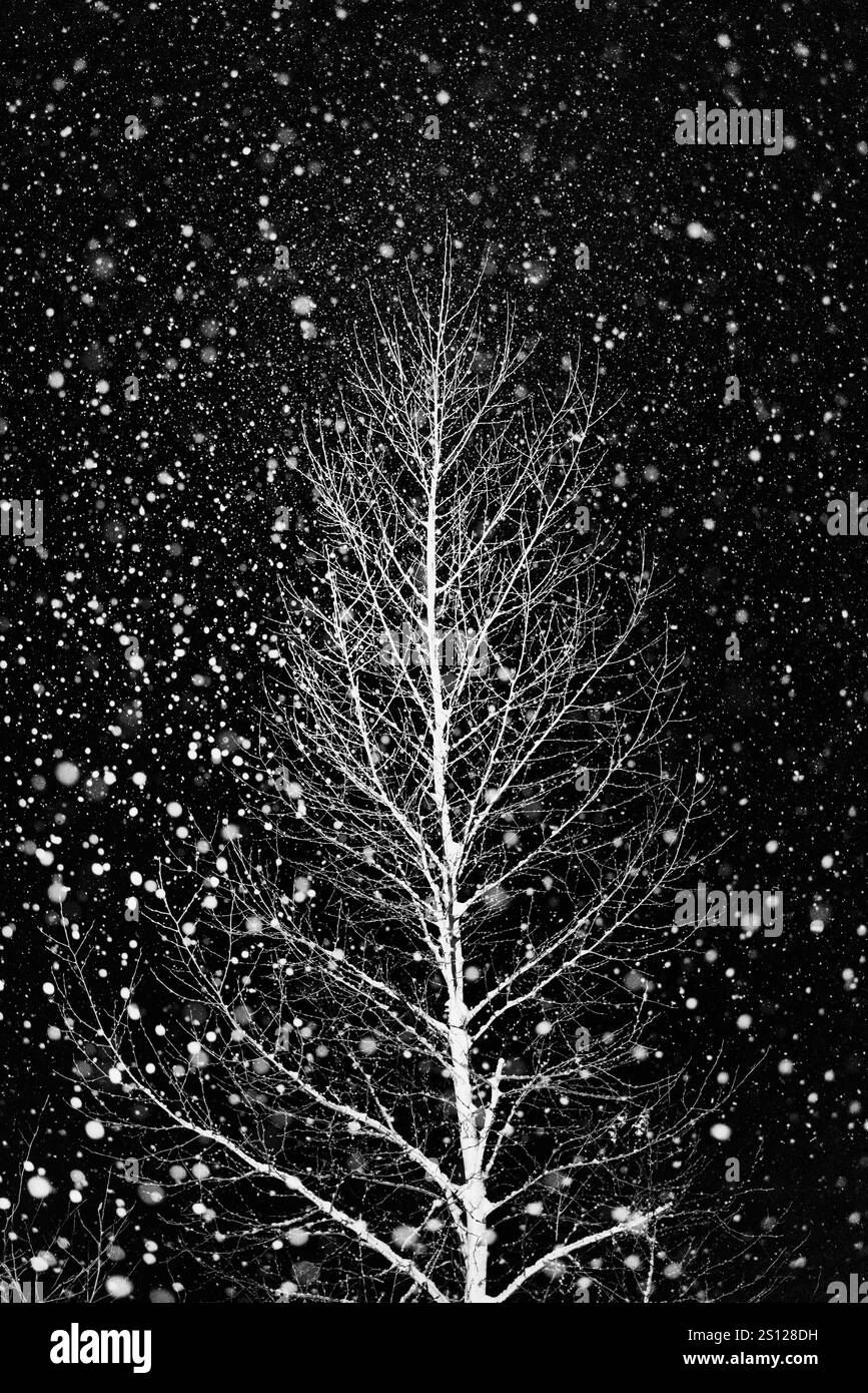 Bouleau à papier dans la neige abondante tombant la nuit dans le comté de Mecosta, Michigan, États-Unis Banque D'Images