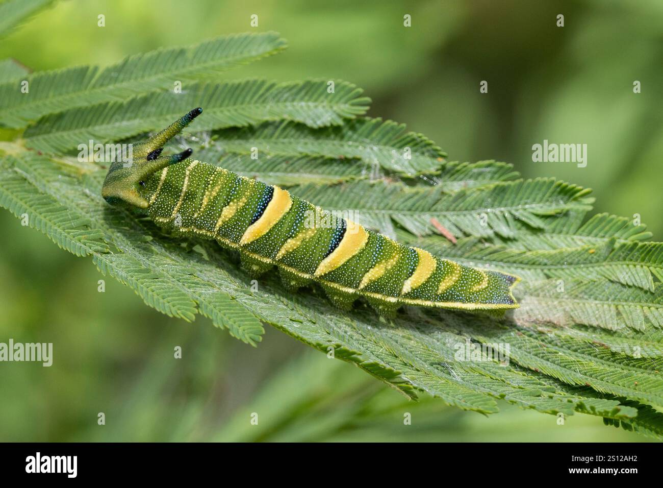 Chenille de l'empereur australien à queue papillon Banque D'Images