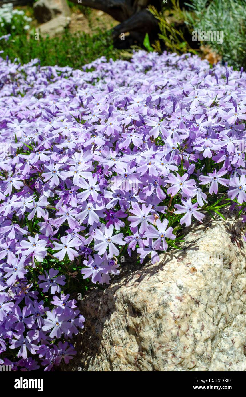 Floraison rampante Phlox stolonifera dans le jardin de mur de roche Banque D'Images