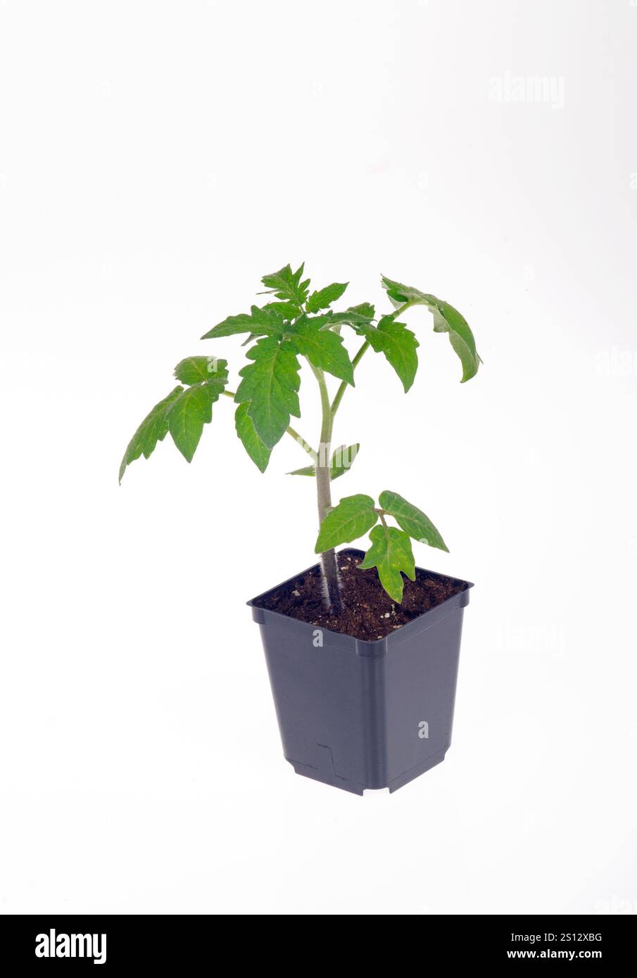 Semis de tomate en pot prêt pour la transplantation Banque D'Images