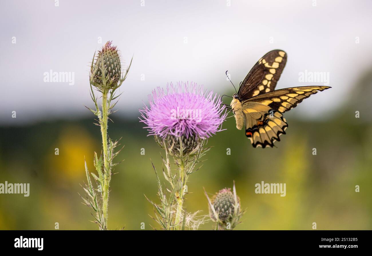 Orangedog (queue d'araignée géante) Papilio cresphontes perchés sur la fleur de chardon dans le parc d'État de Great River Bluffs dans le Minnesota. Banque D'Images