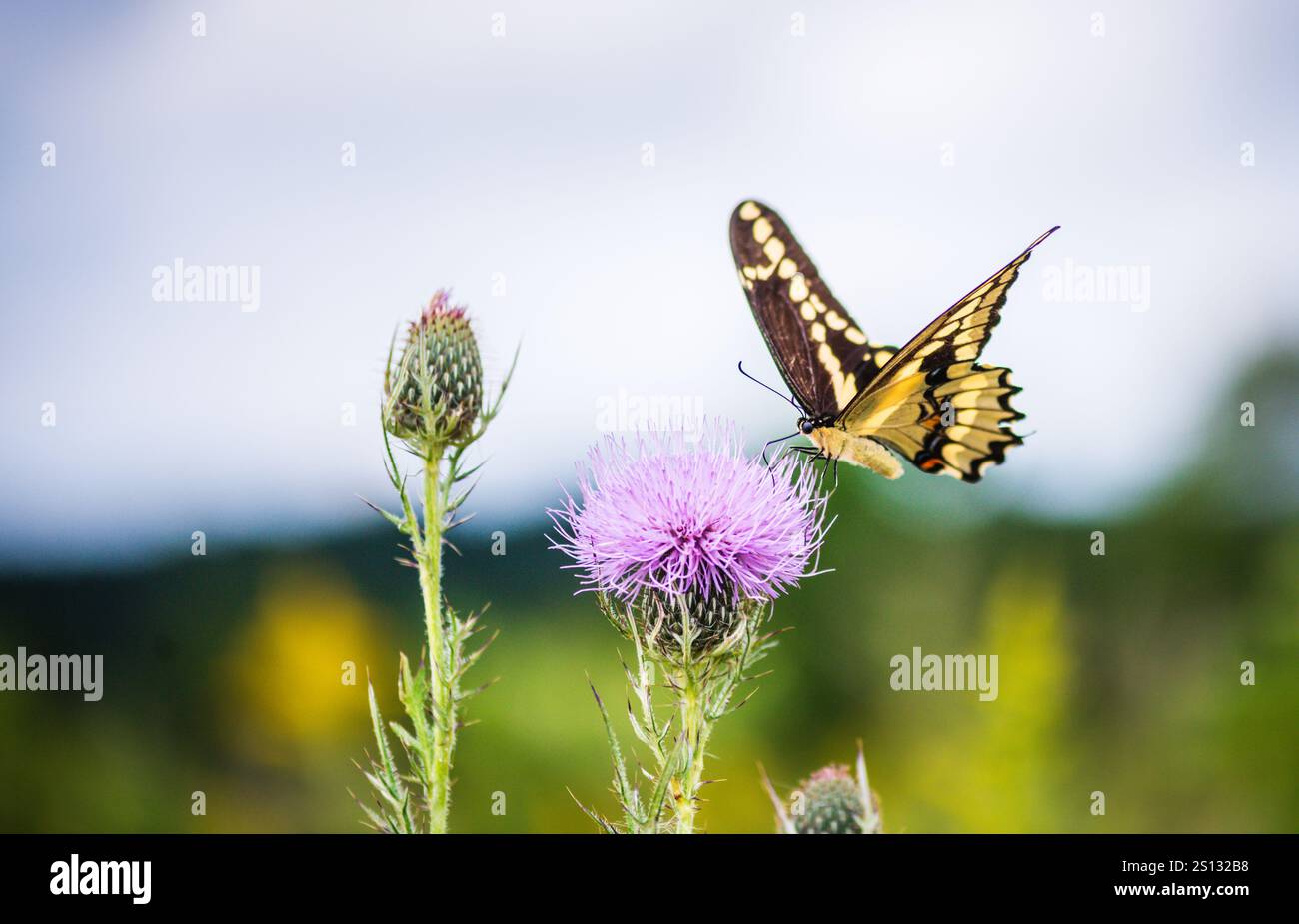 Orangedog (queue d'araignée géante) Papilio cresphontes perchés sur la fleur de chardon dans le parc d'État de Great River Bluffs dans le Minnesota. Banque D'Images