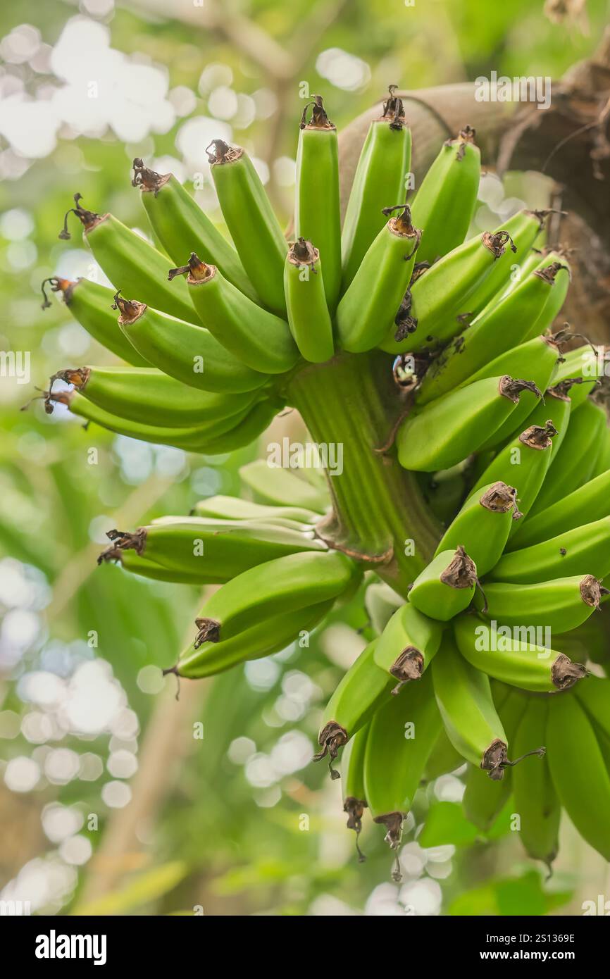 gros plan d'un groupe de bananes vertes non mûres suspendues à un arbre, culture de fruits tropicaux en douceur Banque D'Images