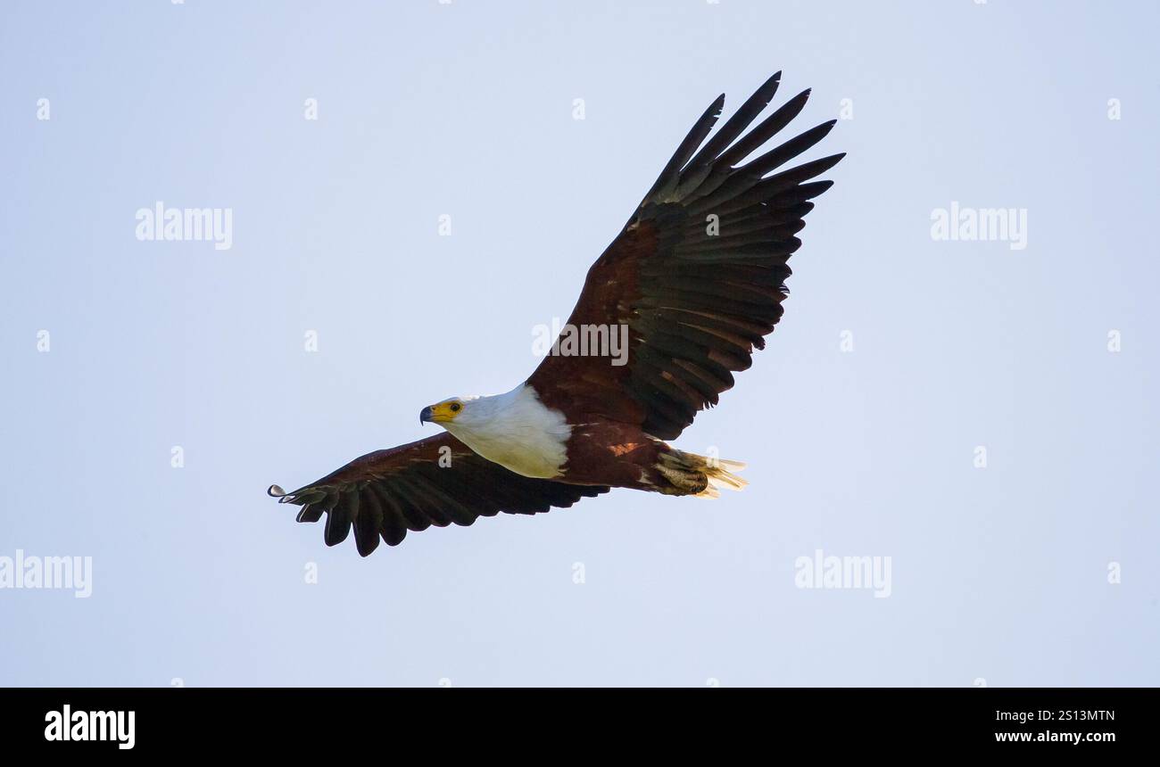 L'aigle d'Afrique (Haliaeetus vocifer) est une grande espèce d'aigle vivant en Afrique. Banque D'Images