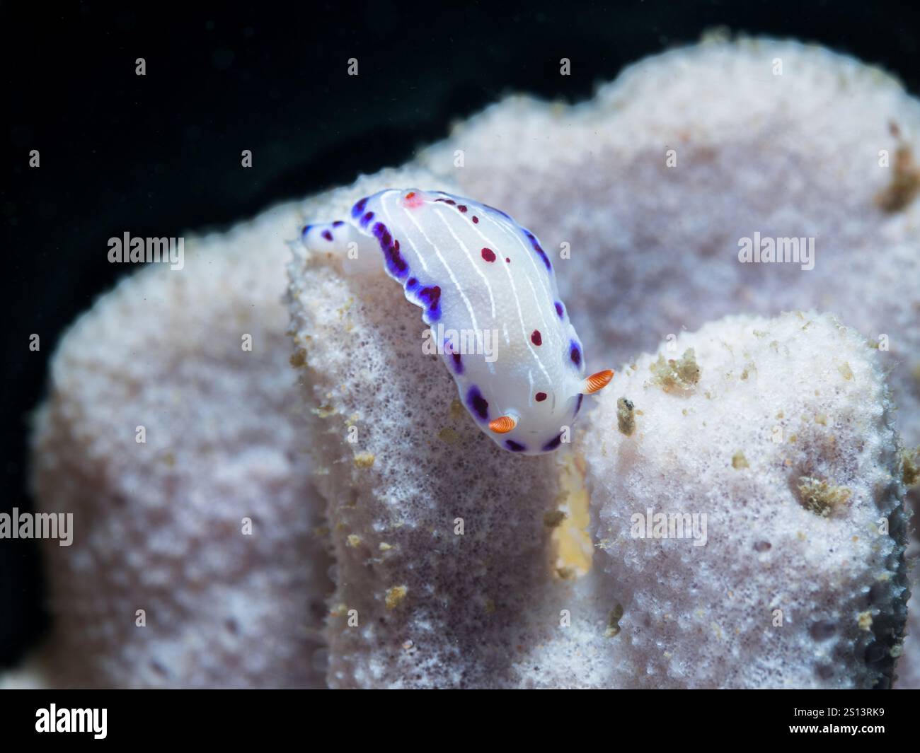 Nudibranche du Cap doride (Hypselodoris capensis) sous l'eau, limace de mer à corps blanc avec marge pourpre tachetée sur une éponge de mer blanche Banque D'Images